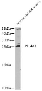 PTP4A3 Rabbit pAb