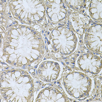 PTP4A3 Rabbit pAb
