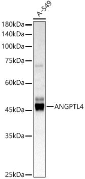 ANGPTL4 Rabbit pAb