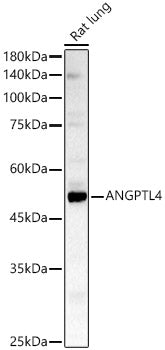 ANGPTL4 Rabbit pAb