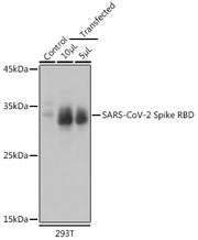 SARS-CoV-2 Spike RBD Rabbit pAb