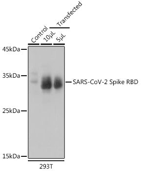 SARS-CoV-2 Spike RBD Rabbit pAb