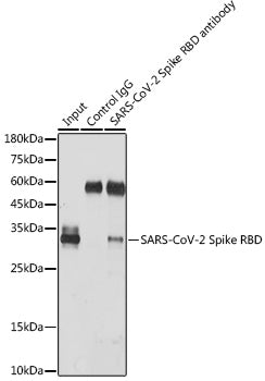 SARS-CoV-2 Spike RBD Rabbit pAb