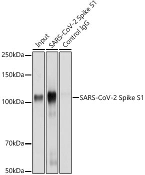 SARS-CoV-2 Spike S1 Rabbit pAb