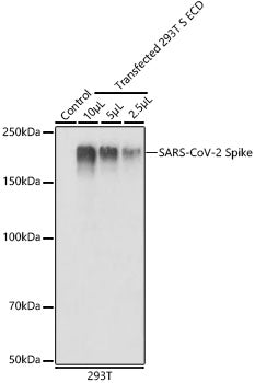 SARS-CoV-2 Spike Rabbit pAb