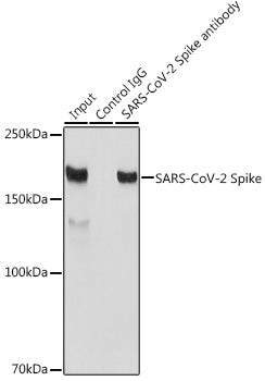 SARS-CoV-2 Spike Rabbit pAb