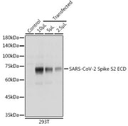 SARS-CoV-2 Spike S2 ECD Rabbit pAb