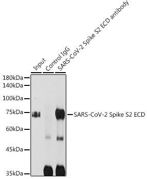 SARS-CoV-2 Spike S2 ECD Rabbit pAb