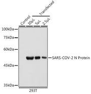 SARS-CoV-2 N Protein Mouse mAb