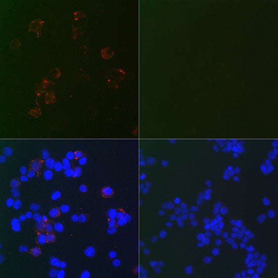 SARS-CoV-2 N Protein Mouse mAb
