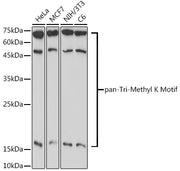 pan-Tri-Methyl lysine Rabbit pAb