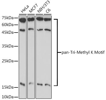 pan-Tri-Methyl lysine Rabbit pAb