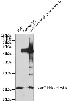 pan-Tri-Methyl lysine Rabbit pAb