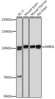 MBD6 Rabbit pAb