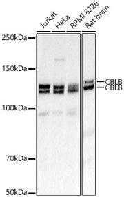 CBLB Rabbit pAb
