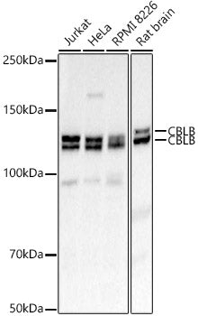 CBLB Rabbit pAb