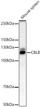 CBLB Rabbit pAb