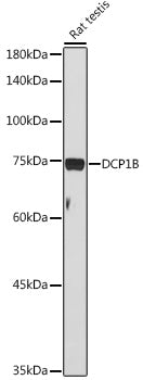 DCP1B Rabbit pAb
