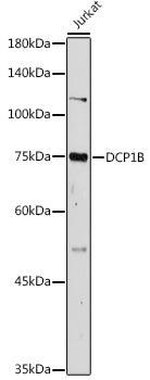 DCP1B Rabbit pAb