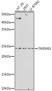 TMEM61 Rabbit pAb