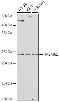 TMEM61 Rabbit pAb