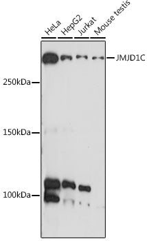 JMJD1C Rabbit pAb