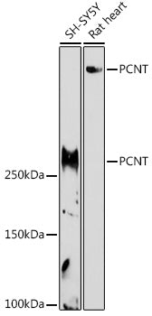 PCNT Rabbit pAb