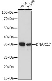 DNAJC17 Rabbit pAb