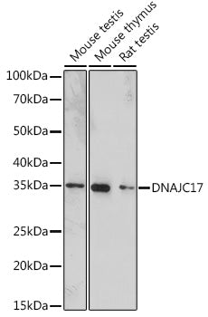 DNAJC17 Rabbit pAb