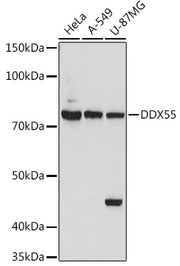 DDX55 Rabbit pAb