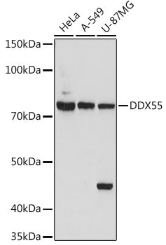 DDX55 Rabbit pAb