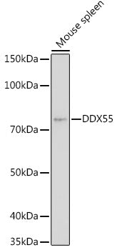 DDX55 Rabbit pAb