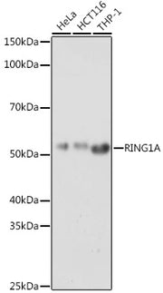 RING1A Rabbit pAb