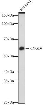 RING1A Rabbit pAb