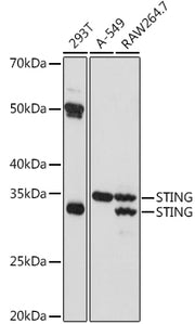 STING/TMEM173 Rabbit pAb