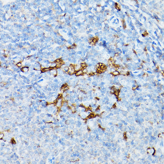STING/TMEM173 Rabbit pAb