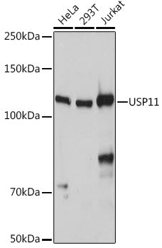 USP11 Rabbit pAb