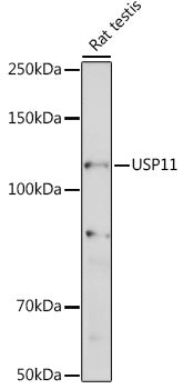USP11 Rabbit pAb