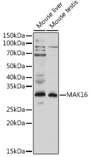 MAK16 Rabbit pAb