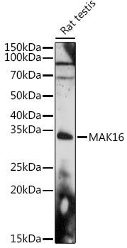 MAK16 Rabbit pAb