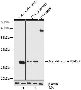 Acetyl-Histone H3-K27 Rabbit pAb