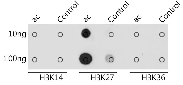 Acetyl-Histone H3-K27 Rabbit pAb