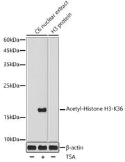 Acetyl-Histone H3-K36 Rabbit pAb