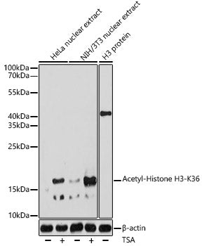 Acetyl-Histone H3-K36 Rabbit pAb