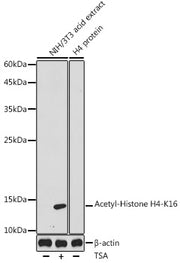 Acetyl-Histone H4-K16 Rabbit pAb