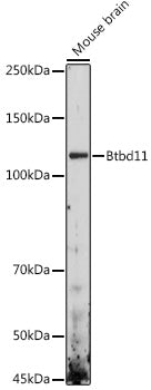 Btbd11 Rabbit pAb