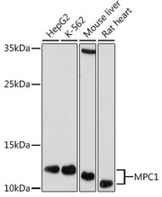 MPC1 Rabbit pAb