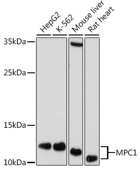 MPC1 Rabbit pAb
