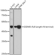 GSDMD (Full length+N terminal) Rabbit pAb