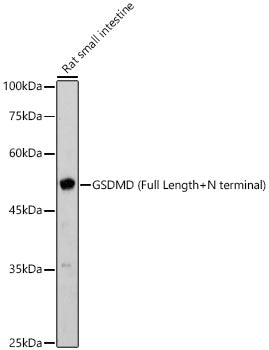 GSDMD (Full length+N terminal) Rabbit pAb